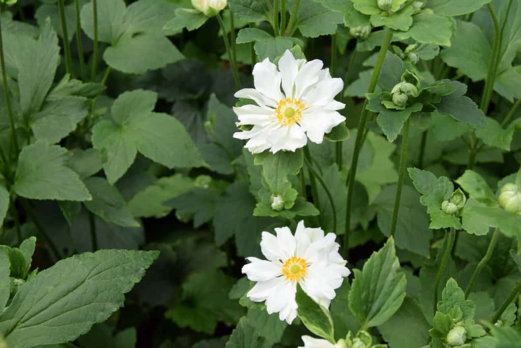 Anemone x hybrida 'Whirlwind' ---